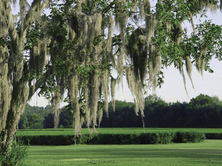 plantation image