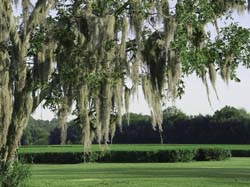 plantation image