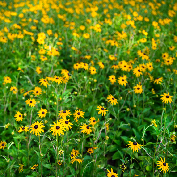 flowers 1