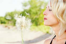 dandilion