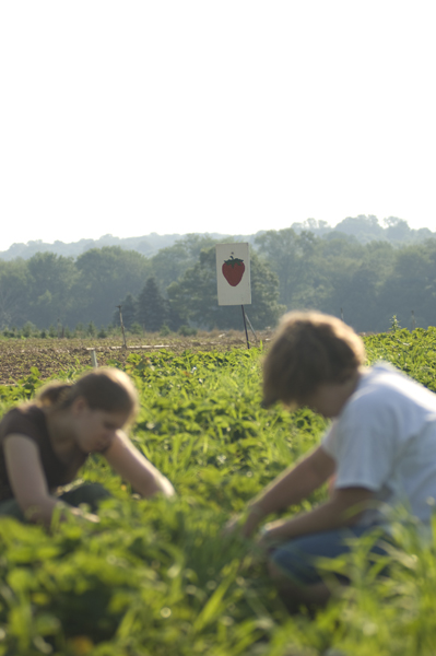 berrypick11