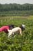 berrypick15