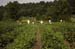 berrypick18