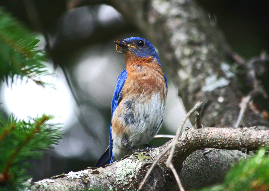 Blue bird 2a