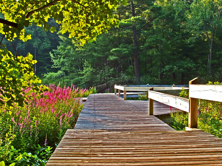 Boradmoor boardwalk