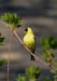 Goldfinch 3, touched up