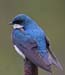 Swallow
