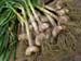 greenscene_20054253