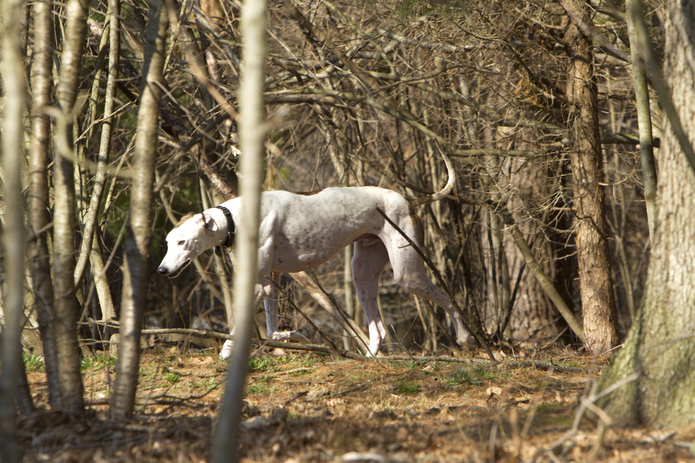 greyhounds008