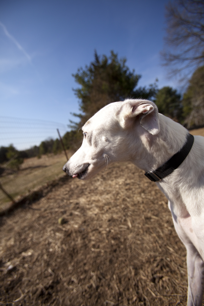 greyhounds009