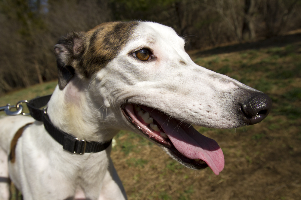 greyhounds012