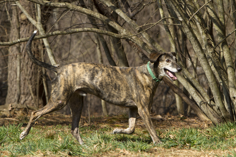 greyhounds044