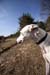 greyhounds009