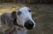 greyhounds036
