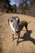 greyhounds040