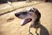 greyhounds043