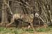 greyhounds044