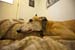 greyhounds050