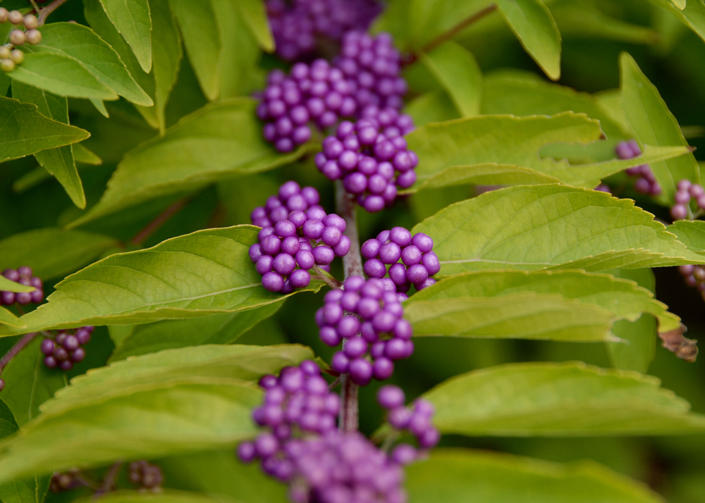 Calicarpa