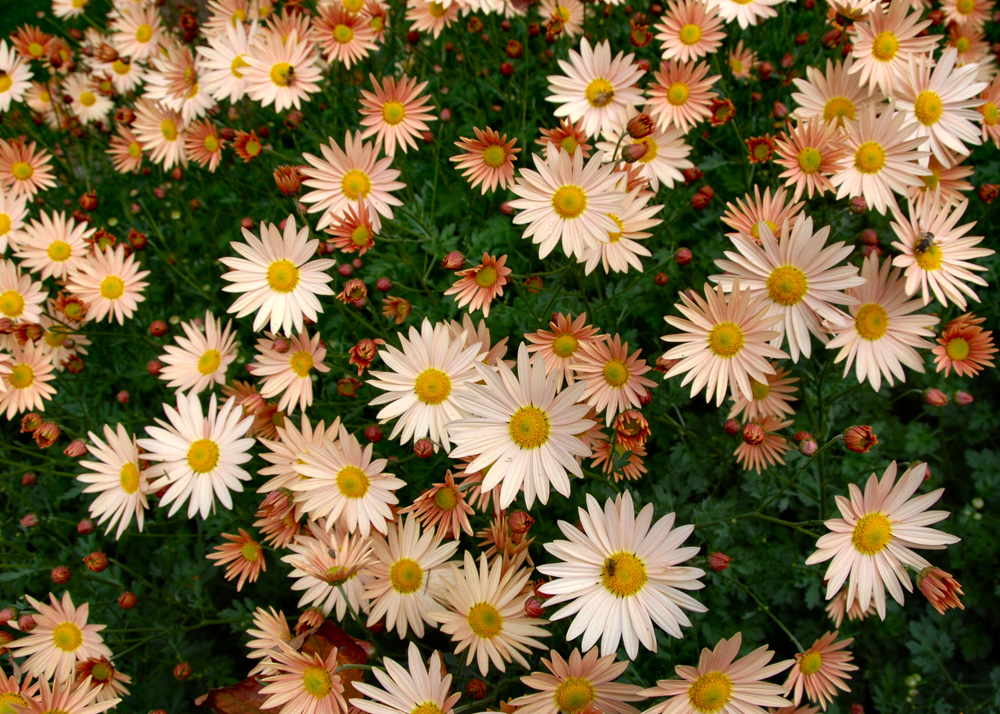 Chrysthanenums