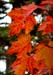 Hiking Monadnock 023