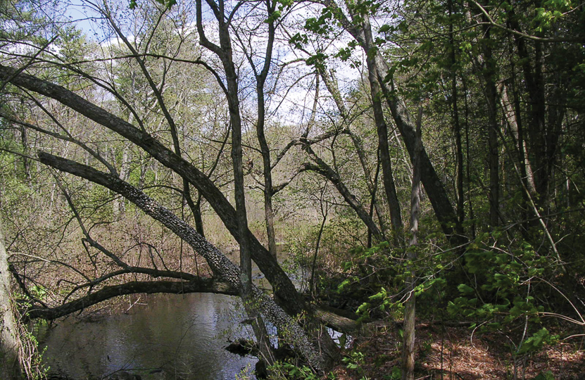Weston Trails 1